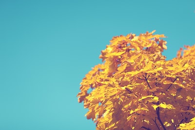白天蓝天下的黄叶树